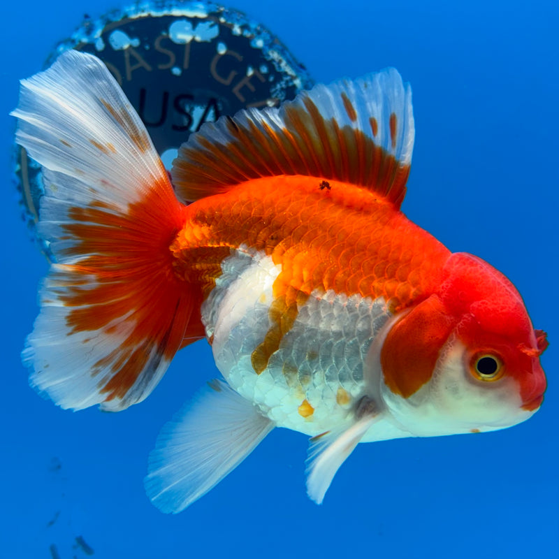 Thai Oranda Red/White 3.5” Body Male(QGF-CK-1075)SHOWTANK