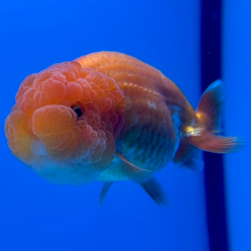 Thai Ranchu Red/White 3.5” Body Female(CK-1126)R1B05