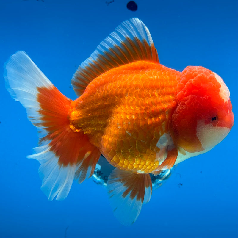 Thai Jumbo Oranda Red/White 4.5” Body Female(CRP-CK-1084)BLUETUB2