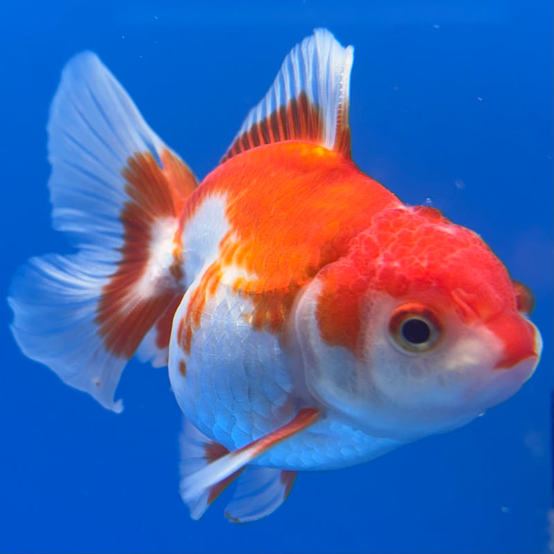 Thai Oranda Red/White 2.5” Body Male(CK-998)R3B20