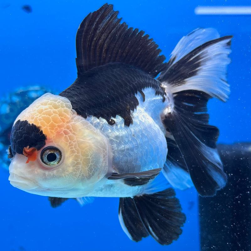 Thai Oranda Panda 3.5" Female(CK-1539)R2A07