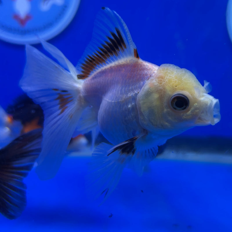 Live Premium Fancy Goldfish Thai Oranda Panda 2.5" Body Male(JC-284) R4C04