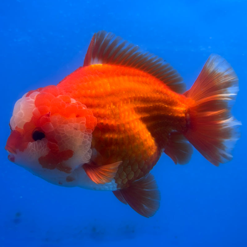Thai Oranda Red/White 4” Body Male(CK-1443)BLUETUB2