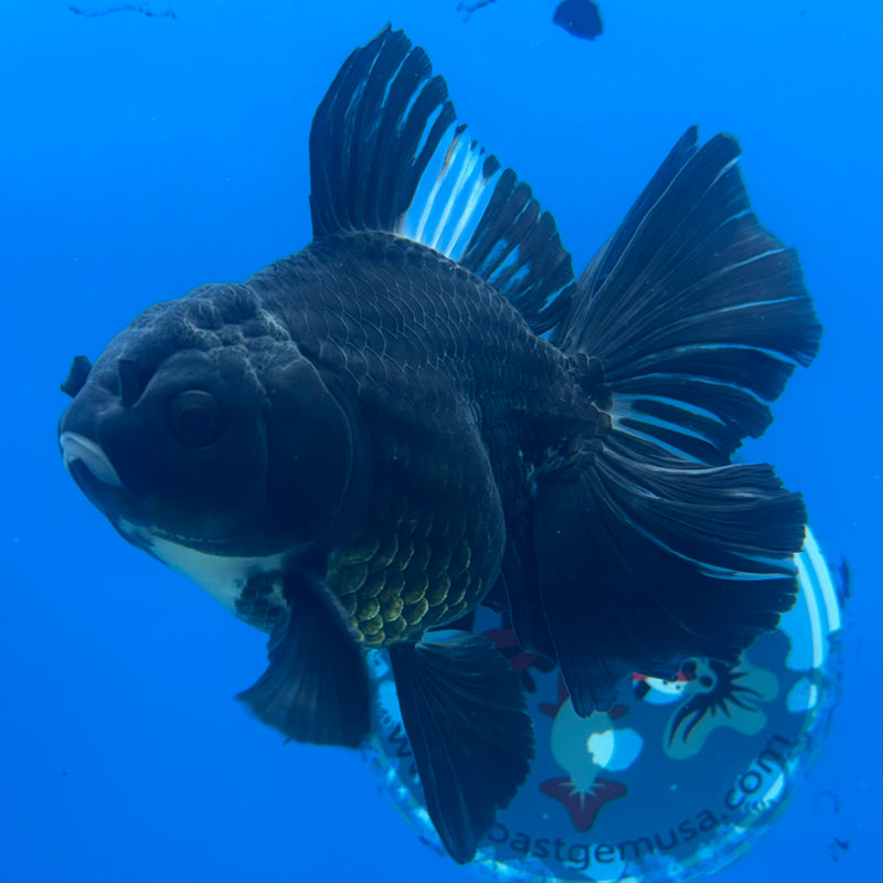 Thai Oranda Panda 3.5” Body Male(CK-1207)SHOWTANK