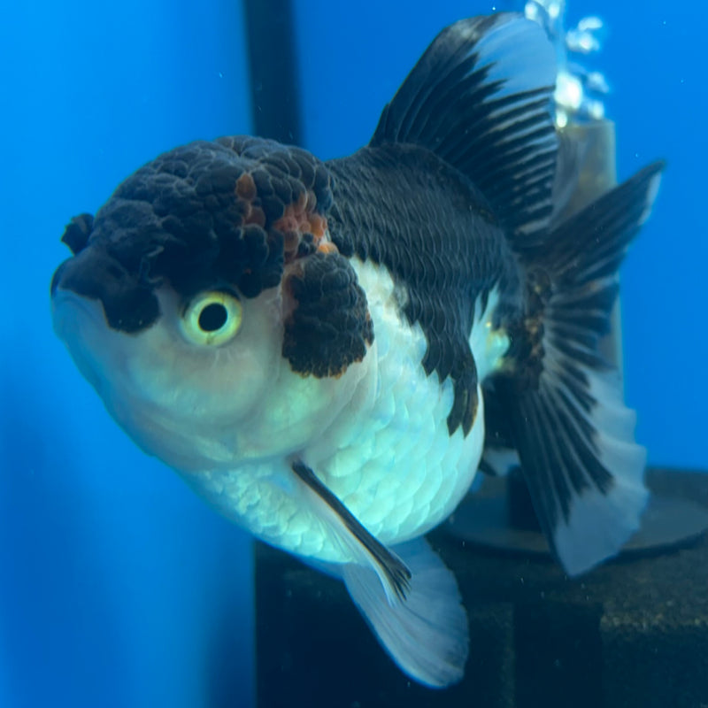 Thai Oranda Panda 3.5” Body Female(CK-911)R1BLUETUB4