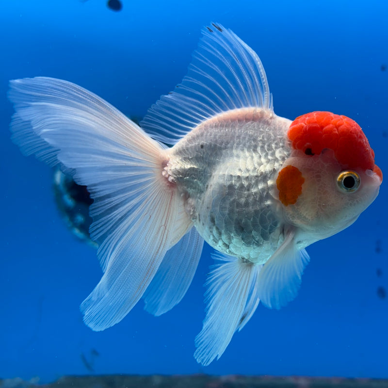 Thai Oranda White Body Red Cap 3” Body Male(CK-989)R3B07