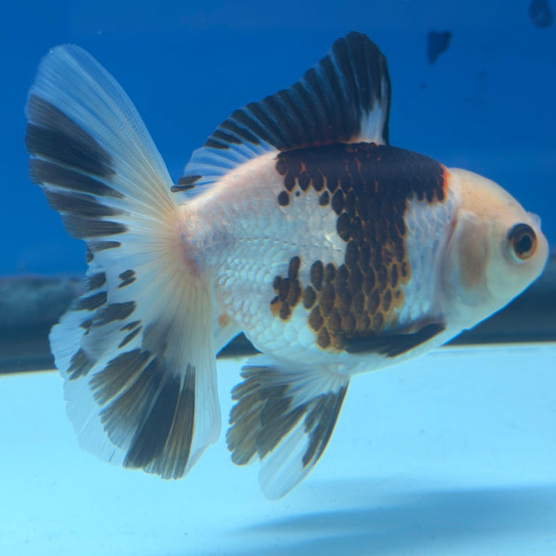 Thai Oranda Panda 3in Female (FEB-322)R2B07