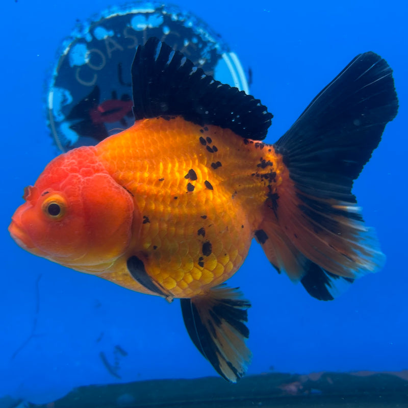 Thai Oranda Apache 4” Body Female(CK-1195)SHOWTANK
