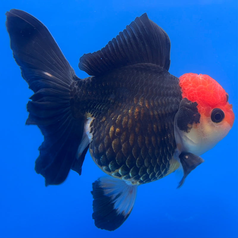 Thai Oranda AA JUMBO Tri-Color 4” Body Male(AA-CK-1354)R1BLUETUB3