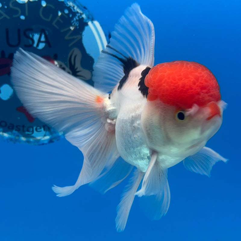 Thai Oranda Tri-Color 3.5” Body Male(CK-930)R1BLUETUB4