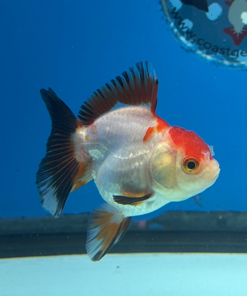 Thai Oranda Tri-Color 2.5” Female (FEB-269)R3A09