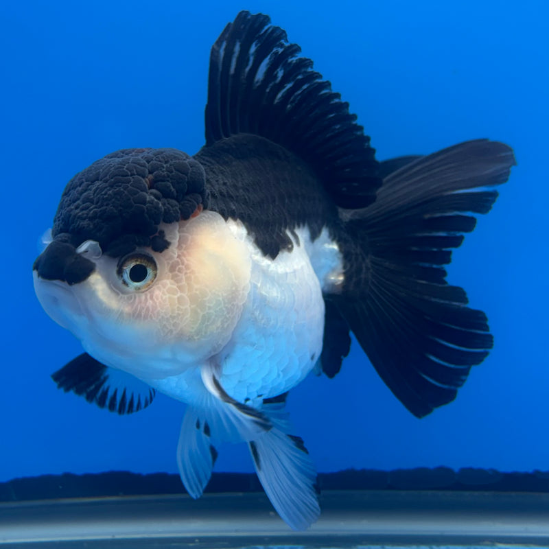 Thai Oranda Panda 3.5” Body Female(CK-680)R1B10