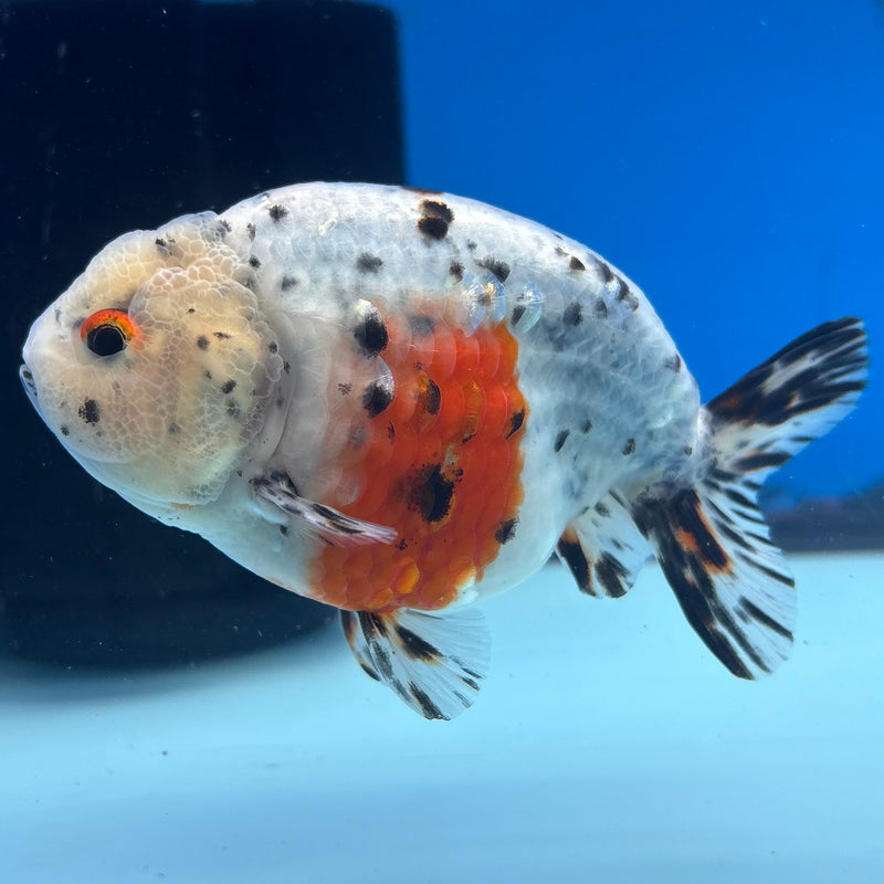 Thai Ranchu Tri-Color Calico 3.5” Body Male(CK-945)R2C03
