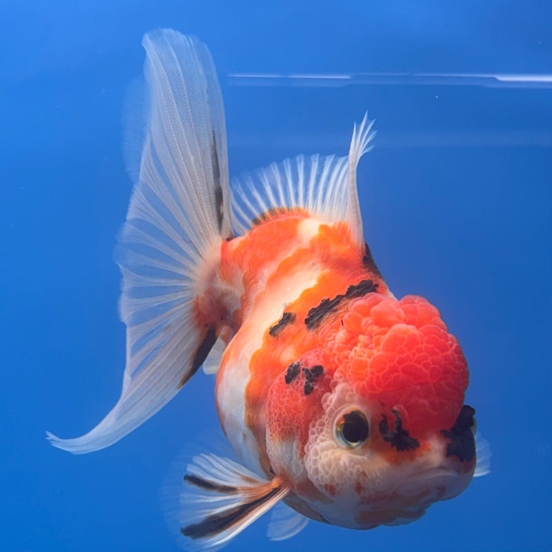 Thai Oranda Tri-Color Calico Tiger 3” Body Male(CK-684)R1A07