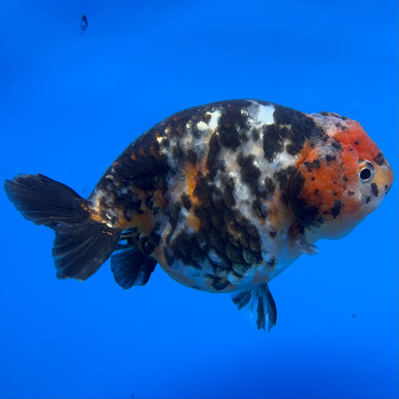 Chinese Ranchu Calico 4” Body Female(CK-1467)R2A09