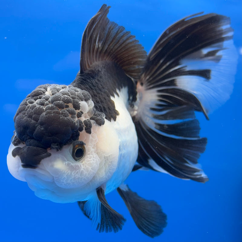 Thai Oranda AA JUMBO Panda 4” Body Male(AA-CK-1350)R1BLUETUB3