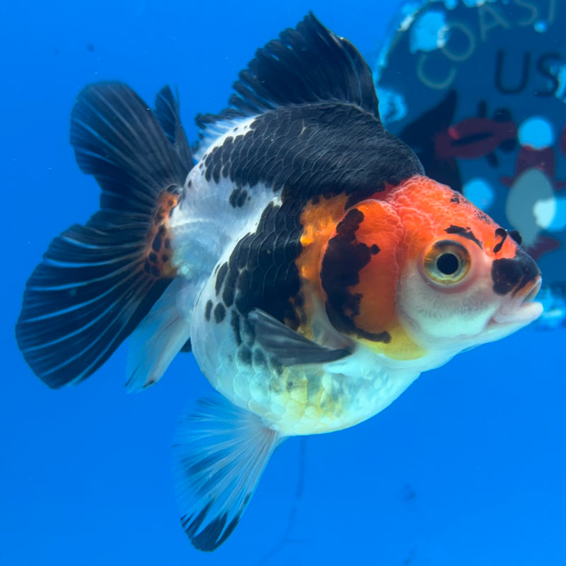 Thai Oranda NOK Apache 3” Body Female(NOK-CK-1189)R3B14