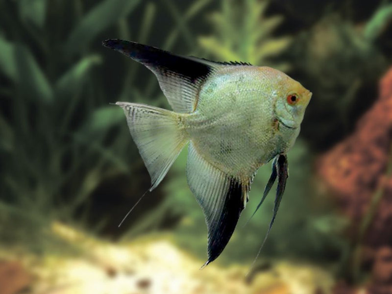 Live Freshwater Aquarium BULGARIAN GREEN SEAL POINT ANGELFISH 1.50-2.00" Body