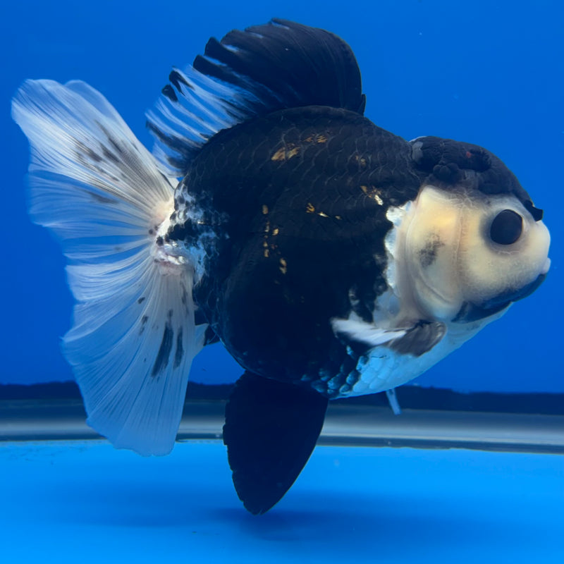 Thai Oranda JUMBO Panda 4.5” Body Male(QGF-CK-1332)BLUETUB1