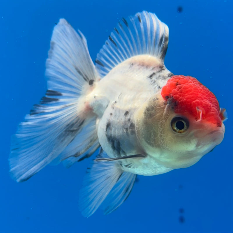 Thai Oranda Tri-Color 2.5” Body Male(CK-1017)R3B13