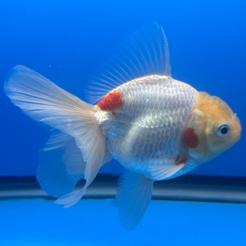 Thai Oranda Lemon Head Red/White 3” Body Male(CK-1457)SHOWTANK2