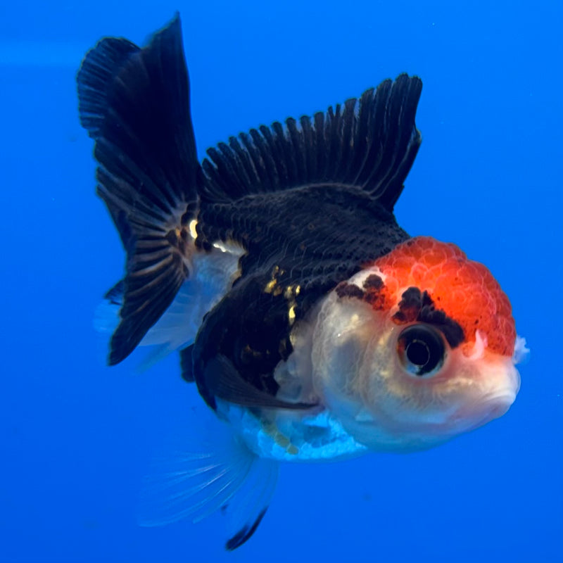 Thai Oranda Tri-Color 2” Body Female(CK-1308)R3B15