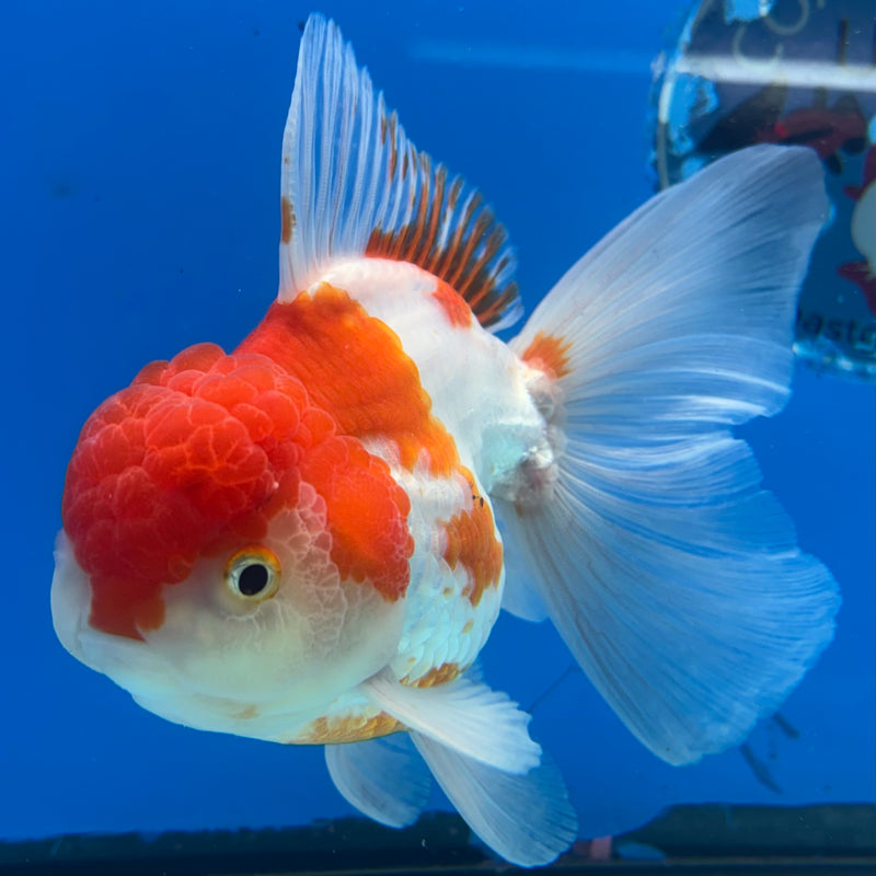 Thai Oranda Red/White 3.5” Body Male(CK-1503)R2A03