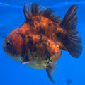 Thai Oranda Calico Yuanbao by SHOGUN 2.5” Body Male(CK-1589)R3B09