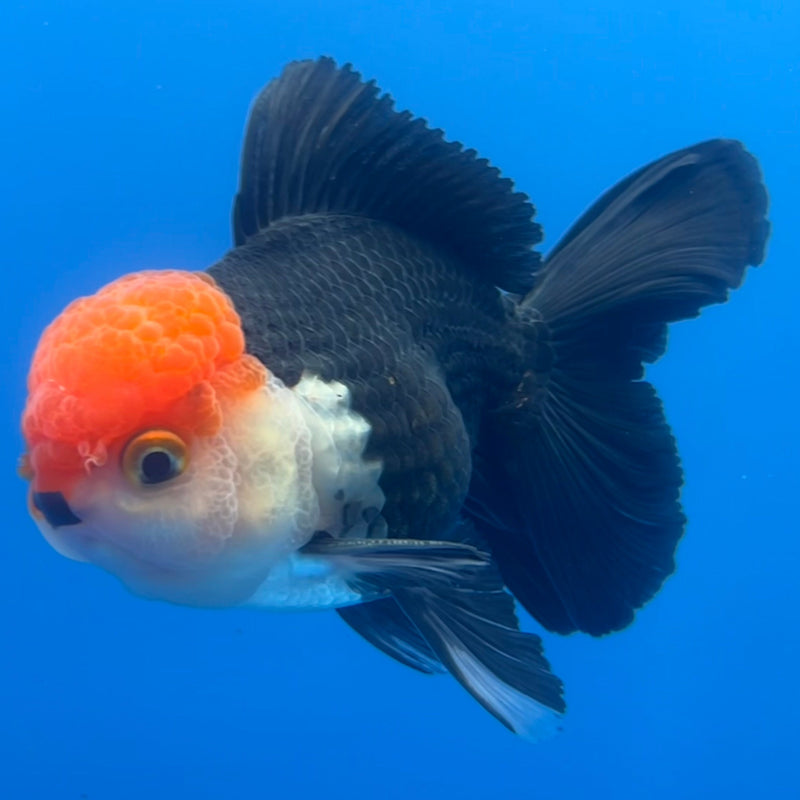 Thai Oranda Tri-Color 3” Body Male(CK-654)R1A12