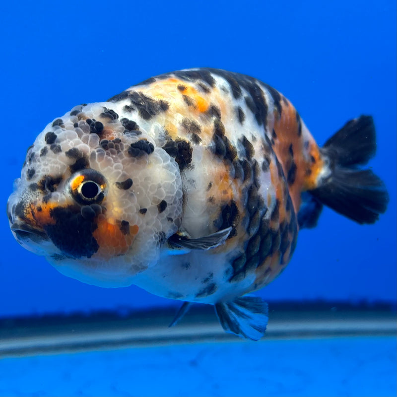 Chinese Ranchu Calico 4” Body Male(CK-1462)R2A07