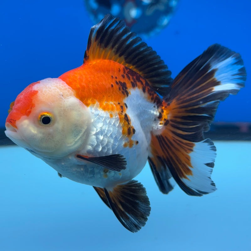 Thai Oranda Apache 3” Body Female(QGF-CK-1071)SHOWTANK