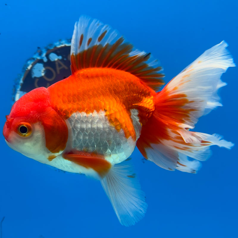 Thai Oranda Red/White 3.5” Body Male(QGF-CK-1075)SHOWTANK