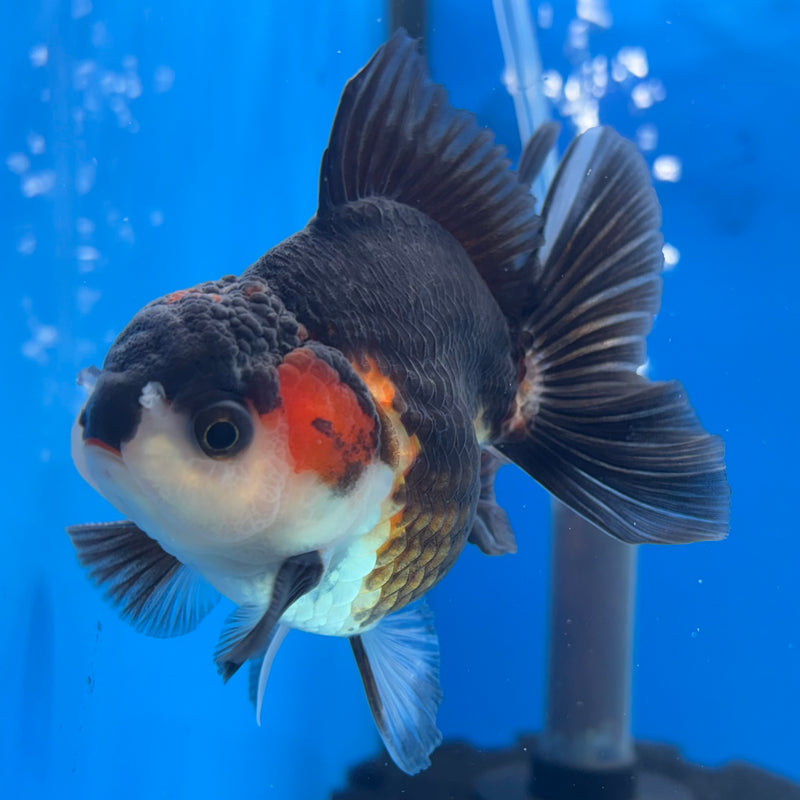 Thai Oranda NOK Apache/Tri-Color 3” Body Male(NOK-CK-1172)R3B18