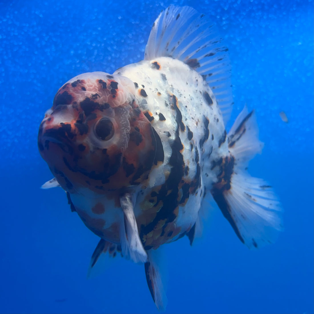 Thai Oranda Tri-Color Tiger 4" Male(NKT-CK-1575)BLUETUB-B