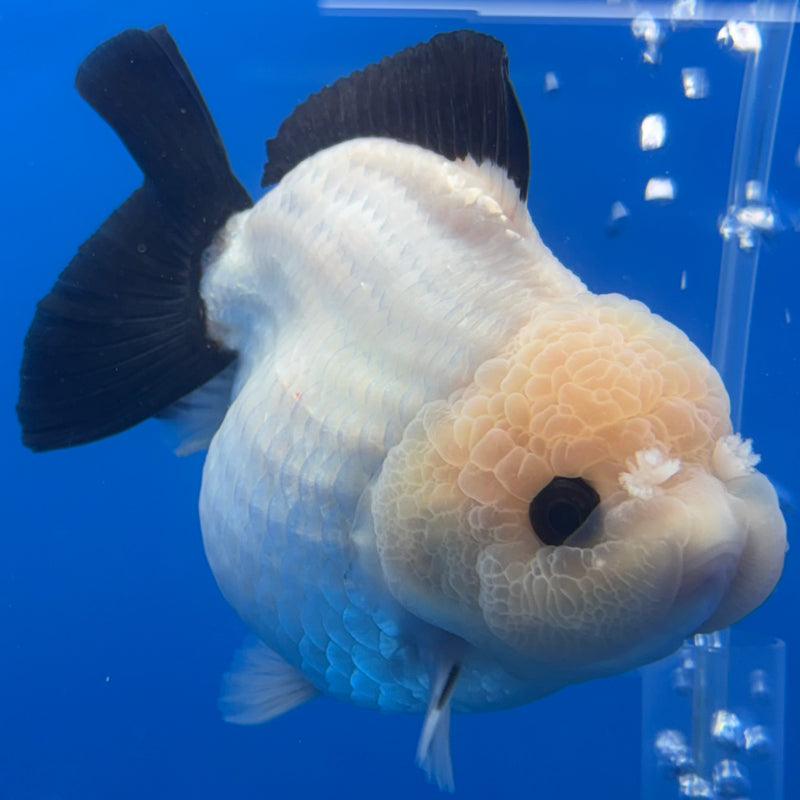 Thai Premium Oranda Yuanbao Panda 4” Body Female(CK-768)R1BlueTub4