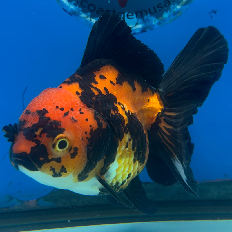 Thai Oranda Apache 3.5” Body Female(CK-1481)R2B16