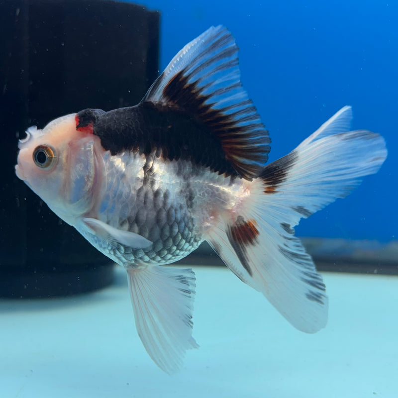 Thai Oranda Tri-Color 2.5” Body Female(CK-1014)R3B15