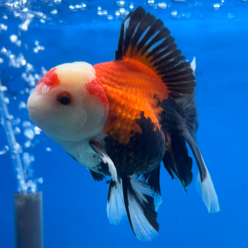 Thai Oranda Apache 3” Body Male(QGF-CK-1070)SHOWTANK