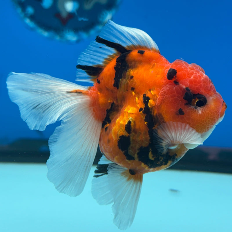Thai Oranda Red Calico 2.5” Body Male(CK-627)R1A09