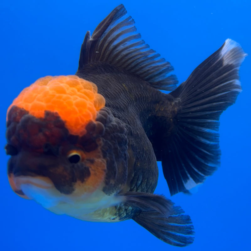 Thai Oranda Black Body Red Cap 3” Body Female(CK-1228)R1B08