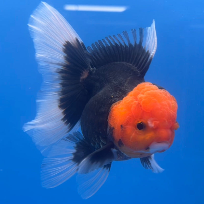 Thai Oranda Black Body Red Cap 3” Body Female(CK-655)R1A12