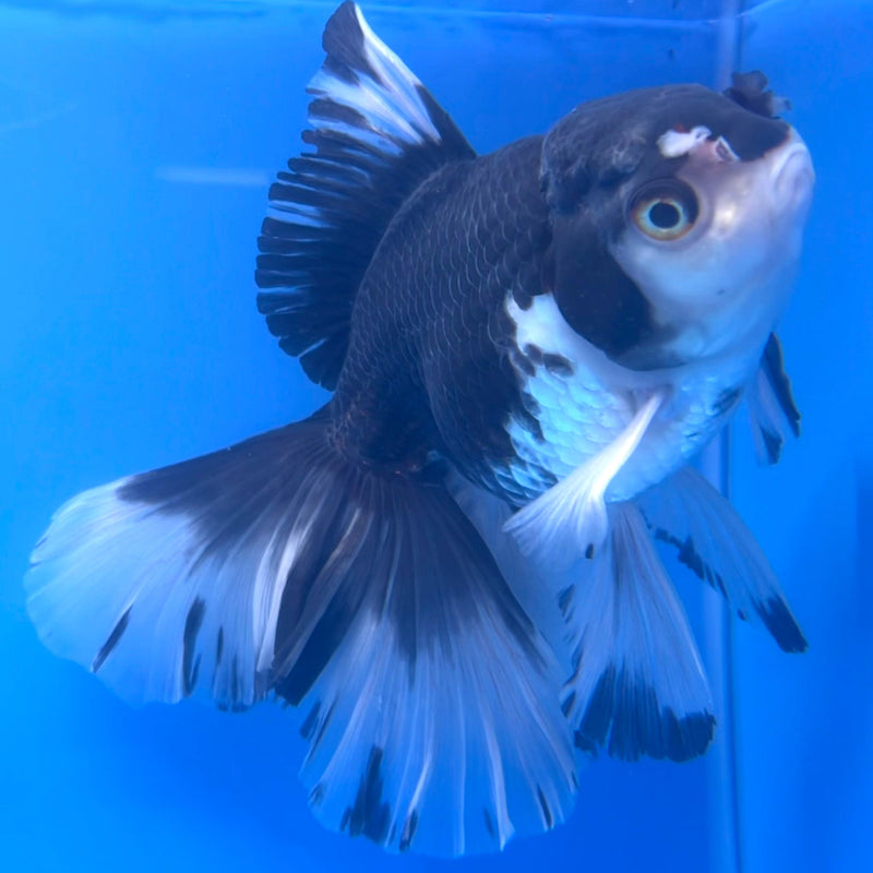 Thai Oranda Panda Orchid Tail 4.5" Body Male(CK-612)R1B01