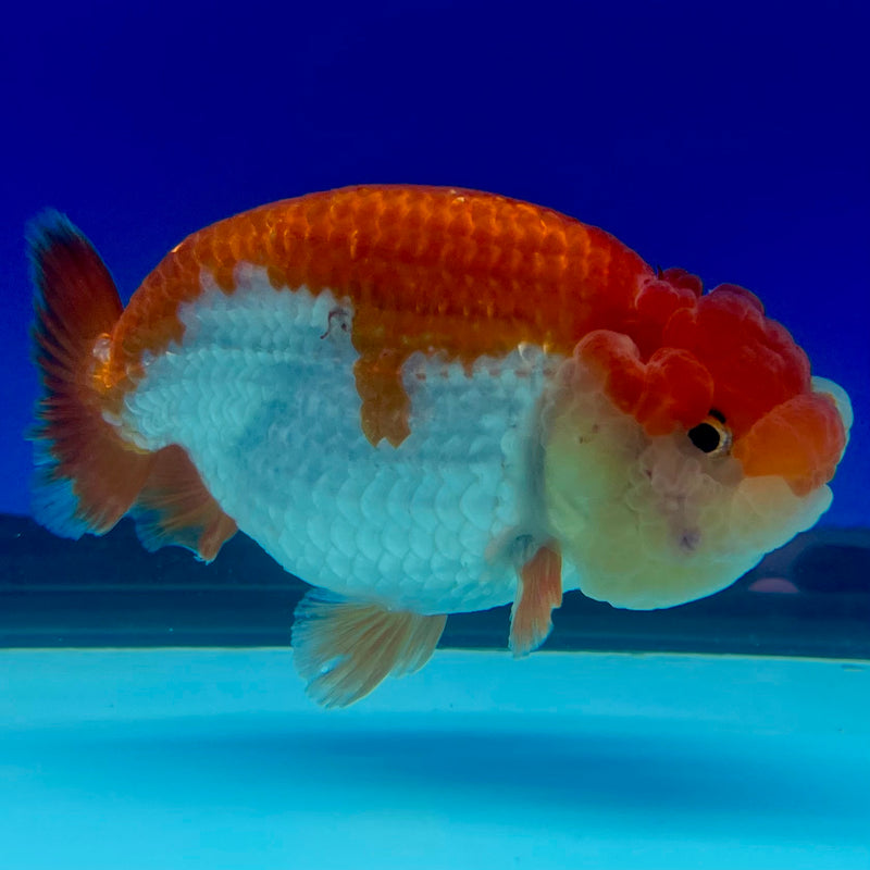 Thai Ranchu Red/White 3.5” Body Female(CK-1127)R1B05