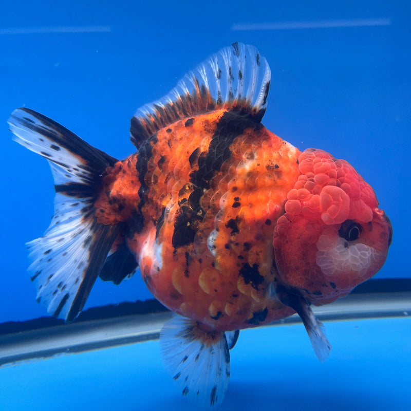 Thai Oranda JUMBO Red Calico Tiger 5” Body Male(CRP-CK-645)BLUETUB2