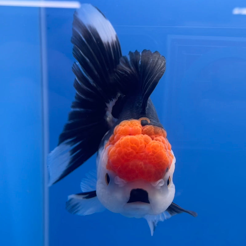 Thai Oranda Tri-Color 3” Body Female(CK-672)R1B08