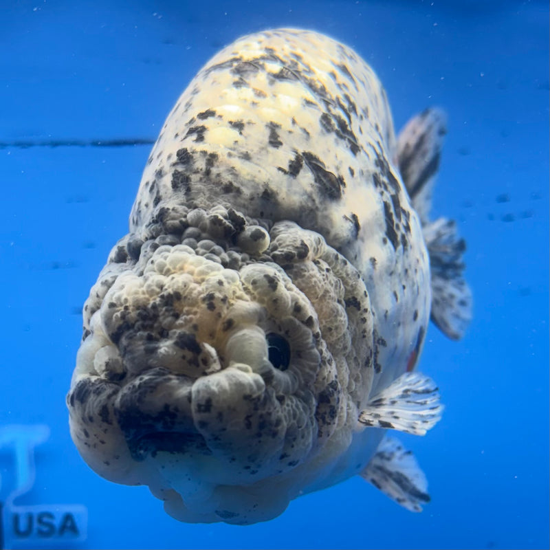 Thai Super Jumbo Calico Ranchu 6” Body Male(CK-CRP-JO1140)