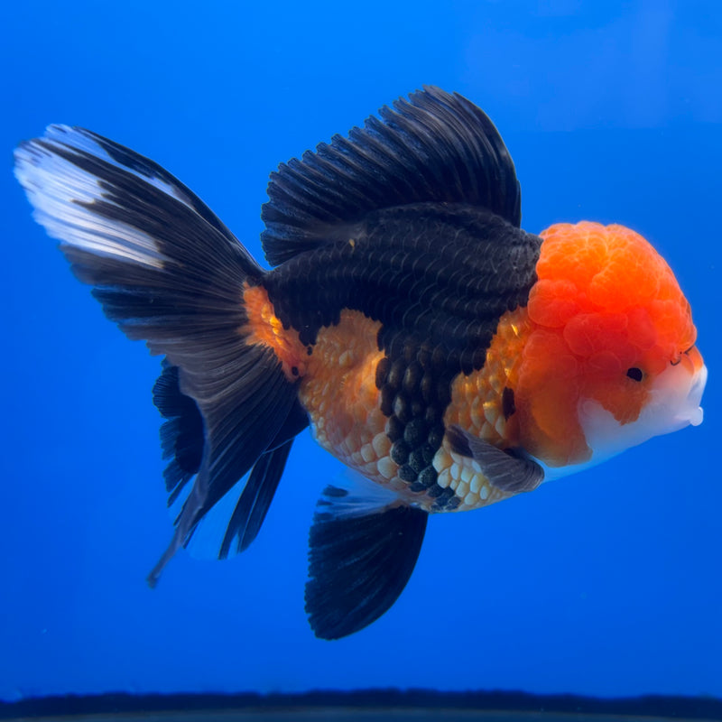 Thai Oranda Panda 3.5” Body Male(CK-1374)R1B11