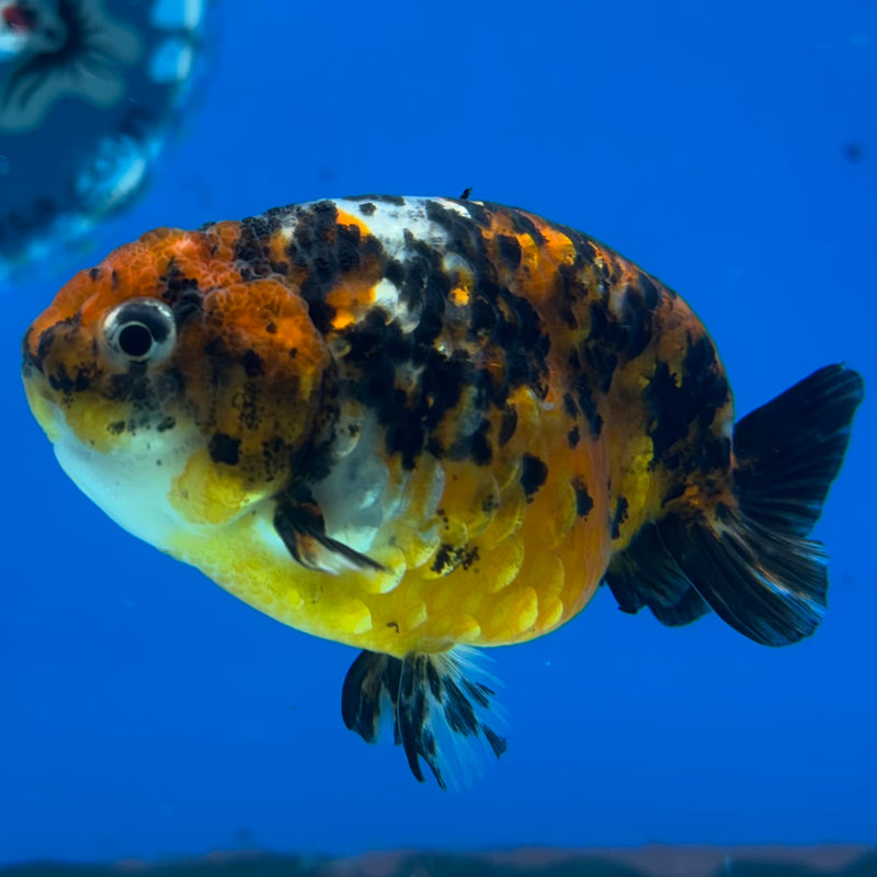 Thai Ranchu Calico 3” Body Female(CK-1393)R1A09