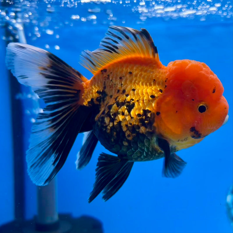 Thai Oranda Apache 3” Body Female(CK-1117)R3A16