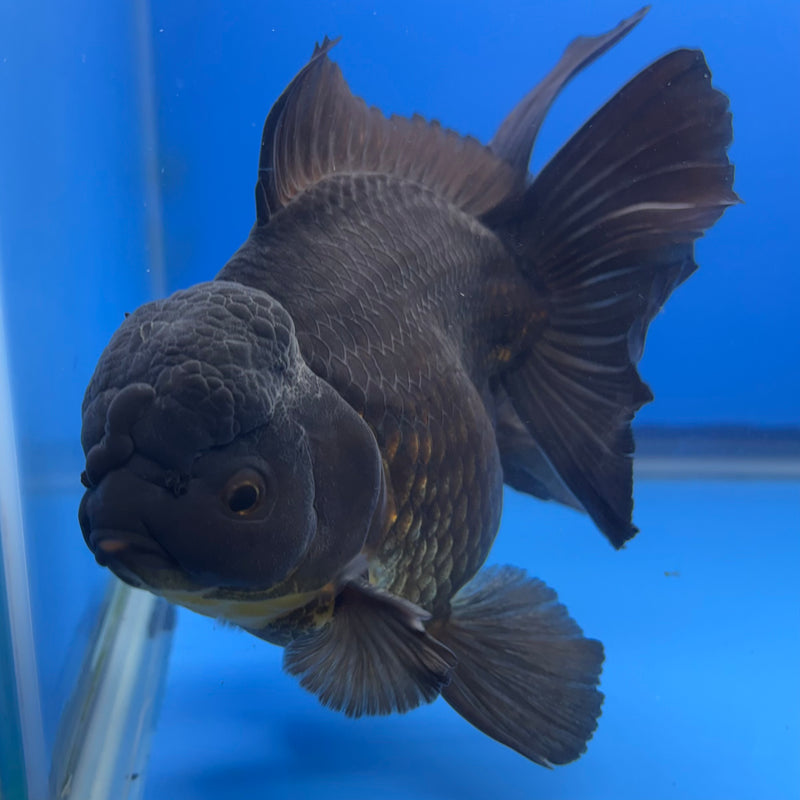 Thai Oranda Full Black 4.5” Body Male(CK-822)R1B08